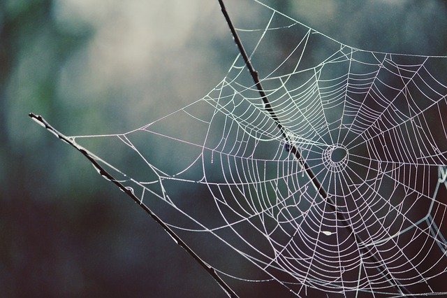 Elige tu punto de vista para capturar las telas de araña